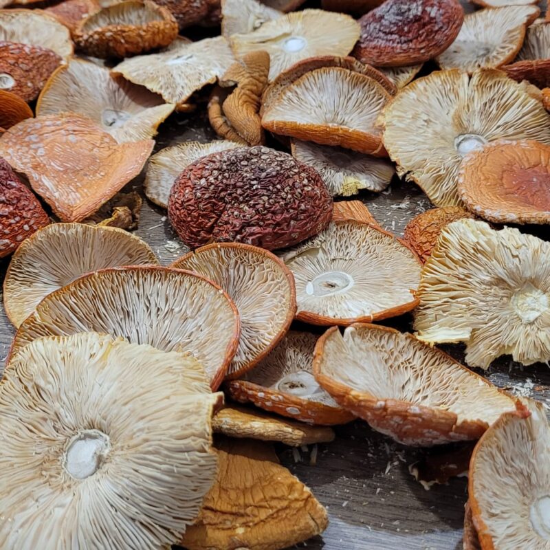Susz Amanita Muscaria 100g.