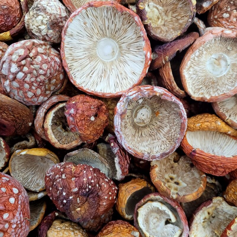 Susz czapki Amanita Muscaria 50g.