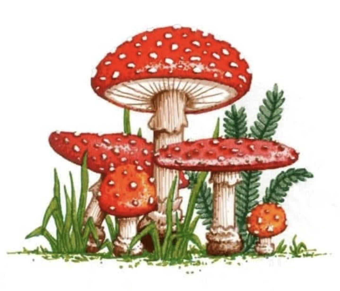 www.amanita-muscaria.waw.pl